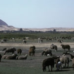 Pastoral farming near the pyramids.