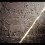 Tomb scene of domestic cattle Tomb scene of domestic cattle.