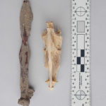 Fragment (left) of a huge, ancient Nile Perch. Skull (right) is a modern Nile Perch.