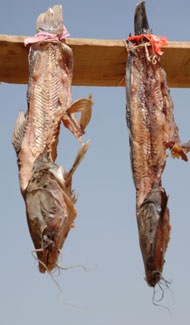 Drying Fish