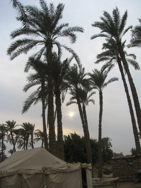 Memphis sunrise. During the MRFS 2011 teaching and analysis of material culture was carried out in a series of tents set up under the famous Memphis date palms. Photo by Lamia el-Hadidy. 