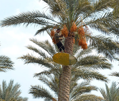 Simple tools for the date harvest – a belt to serve as a climbing harness, bare feet, a sharp knife, and a wide and shallow basket. Photo by Sayed Salah.