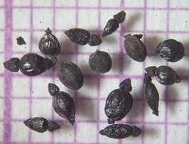 Charred seeds from the Khentkawes Town site